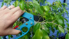 Houseplants You Should Definitely Prune in January: A Flower Expert Names 9 Varieties