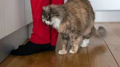 A Cat Doesn’t Rub Against Its Owner’s Legs for No Reason: A Zoologist Explains What This Signal Means