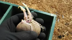 Don’t Rush to Throw Away Sprouted Potatoes: 3 Surprising Ways to Use Them