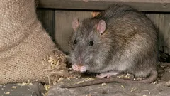 Rats Will Flee for Good: This Household Ingredient Will Make Rodents Leave Your Home Immediately