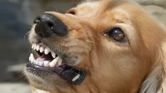 Dogs Sense Everything: The Main Reason They Bark at Some People but Not Others