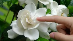 The Best Houseplant for Your Home: Its Lush Fragrance Will Fill the Whole Room