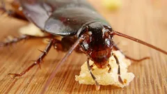 Bedbugs and Cockroaches Will Disappear From Your Home: An Expert Reveals a Simple Secret