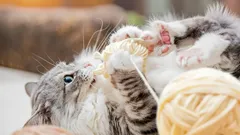 The Secret Life of Cats: What They Really Do When They're Home Alone