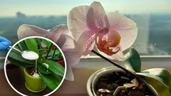 Orchids Keep Blooming Year-Round: All You Need Is One Spoonful of This Homemade Fertilizer