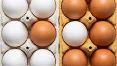 Which Eggs Are Best to Buy—White or Brown? The Answer May Surprise Many