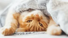 How to Train Your Cat to Sleep With You: Effective Tips From a Zoologist