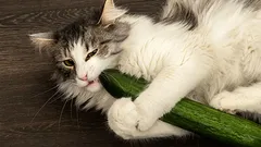 Do Cats Really Fear Cucumbers? Understanding Feline Psychology